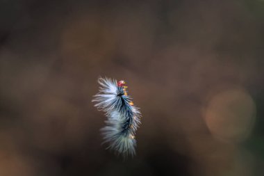 Manu Milli Parkı, Peru - 10 Ağustos 2017: Manu Milli Parkı, Peru Amazon yağmur ormanlarında yünlü catterpillar