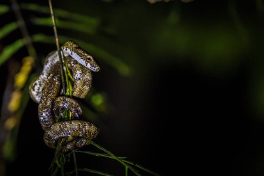 Manu Milli Parkı, Peru - 10 Ağustos 2017: Küçük zehirli yılan Amazon yağmur ormanlarında Manu Milli Parkı, Peru