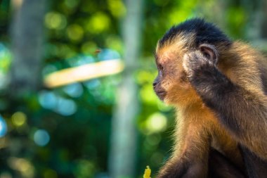 Manu Milli Parkı, Peru - 11 Ağustos 2017: Küçük Capuchin maymunu Amazon yağmur ormanlarında Manu Milli Parkı, Peru