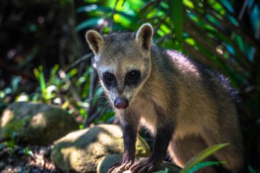 Manu Milli Parkı, Peru - 11 Ağustos 2017: Manu Milli Parkı, Peru Amazon yağmur ormanlarında küçük kemirgen