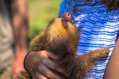 Manu Milli Parkı, Peru - 11 Ağustos 2017: Manu Milli Parkı, Peru Amazon yağmur ormanlarında tembel bir bebek tutan Turizm