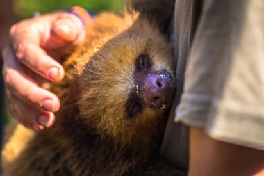 Manu Milli Parkı, Peru - 11 Ağustos 2017: Manu Milli Parkı, Peru Amazon yağmur ormanlarında bebek tembellik