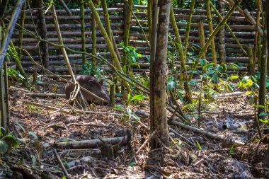 Manu Milli Parkı, Peru - 11 Ağustos 2017: Manu Milli Parkı, Peru Amazon yağmur ormanları üzerinde bir kurtarma merkezinde tutsak Tapir
