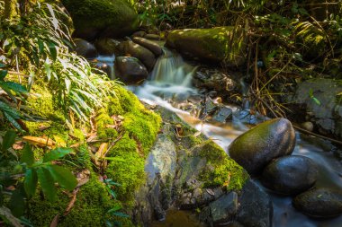 Manu Milli Parkı, Peru - 11 Ağustos 2017: Peyzaj Manu Milli Parkı, Peru Amazon yağmur ormanı