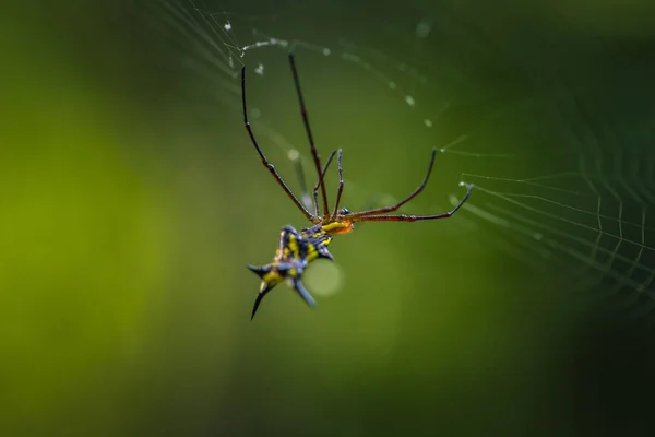 Parc National Manu Pérou Août 2017 Parc National Manu Pérou — Photo