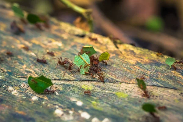 Manu Milli Parkı Peru Ağustos 2017 Orman Karıncaları Amazon Yağmur — Stok fotoğraf
