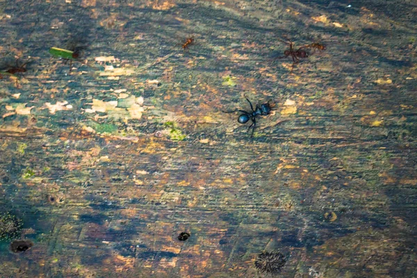 Manu Εθνικό Πάρκο Περού Αυγούστου 2017 Ζούγκλα Μυρμήγκια Στο Τροπικό — Φωτογραφία Αρχείου