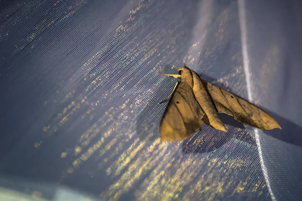 Parque Nacional Del Manu Perú Agosto 2017 Polilla Grande Dentro — Foto de Stock