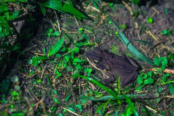 Manu Nationalpark Peru Augusti 2017 Liten Groda Nattetid Amazonas Regnskog — Stockfoto