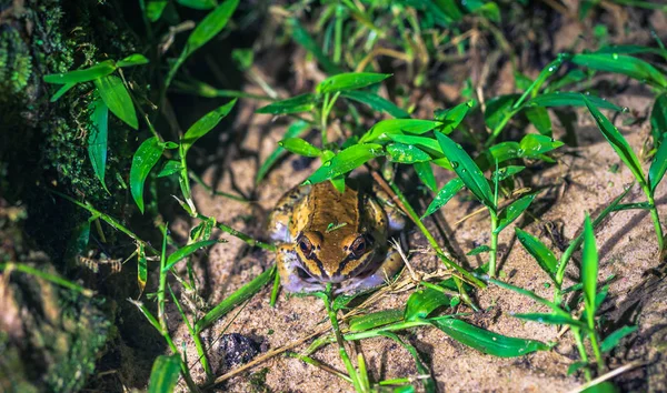 Manu Εθνικό Πάρκο Περού Αυγούστου 2017 Μικρή Βάτραχος Βράδυ Στο — Φωτογραφία Αρχείου