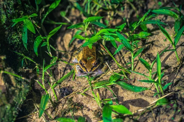 Manu Nemzeti Park Peru 2017 Augusztus Kis Béka Éjjel Amazon — Stock Fotó