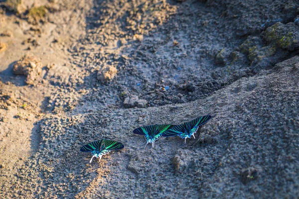 Parque Nacional Manu Perú Agosto 2017 Polillas Verdes Selva Amazónica — Foto de Stock