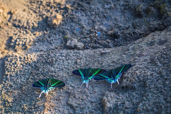 Manu Nemzeti Park Peru 2017 Augusztus Zöld Lepkék Amazonas Esőerdő — Stock Fotó