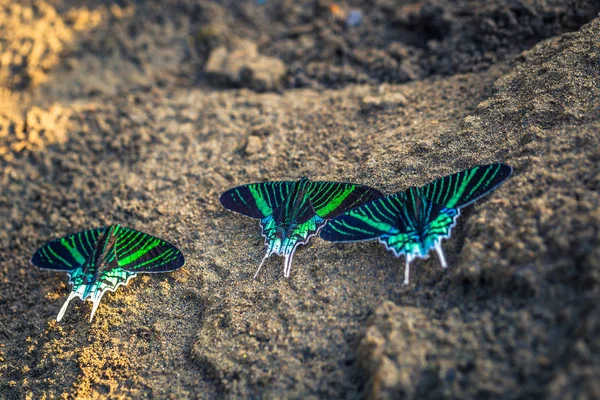 Manu Nationalpark Peru Augusti 2017 Gröna Fjärilar Amazonas Regnskog Manu — Stockfoto