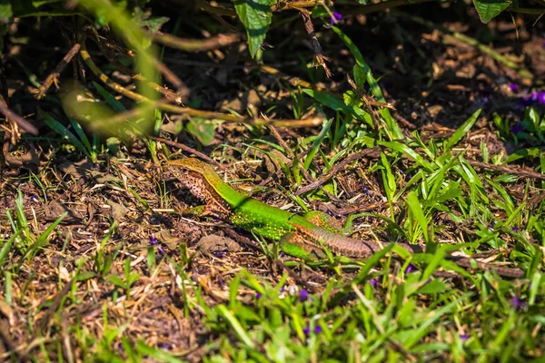 Manu Nationalpark Peru Augusti 2017 Grön Ödla Amazonas Regnskog Manu — Stockfoto