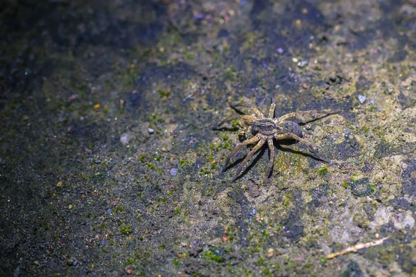 Manu Nationalpark Peru August 2017 Wilde Spinne Amazonischen Regenwald Des — Stockfoto