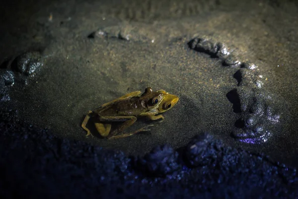 Parc National Manu Pérou Août 2017 Couple Grenouilles Jaunes Accouplant — Photo