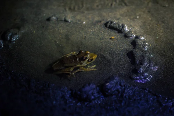 Parc National Manu Pérou Août 2017 Couple Grenouilles Jaunes Accouplant — Photo