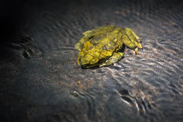 Manu Národní Park Peru Srpna 2017 Yellow Frog Pod Vodou — Stock fotografie