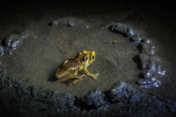 Parc National Manu Pérou Août 2017 Couple Grenouilles Jaunes Accouplant — Photo