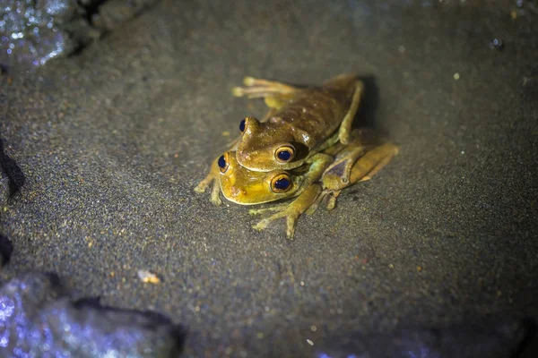 Manu Národní Park Peru Srpna 2017 Pár Žlutých Žabek Páření — Stock fotografie
