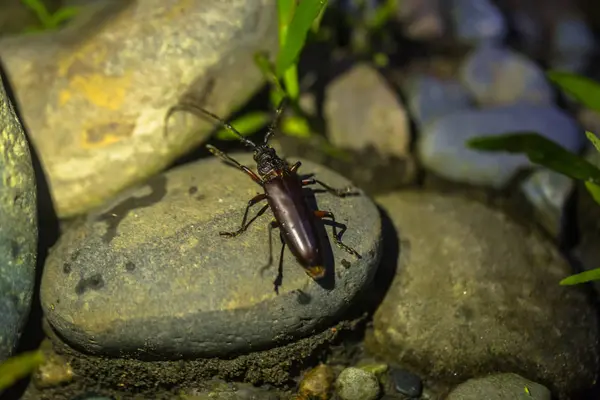 Parque Nacional Manu Peru Agosto 2017 Inseto Besouro Marrom Floresta — Fotografia de Stock