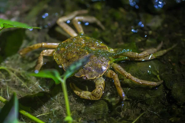 Parc National Manu Pérou Août 2017 Crabe Sous Marin Dans — Photo