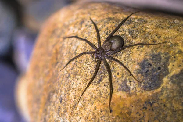 Parc National Manu Pérou Août 2017 Araignée Sauvage Dans Forêt — Photo