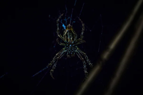 Parque Nacional Manu Peru Agosto 2017 Aranha Selvagem Floresta Amazônica — Fotografia de Stock