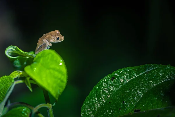 Manu Nationalpark Peru Augusti 2017 Små Orange Groda Amazonas Regnskog — Stockfoto