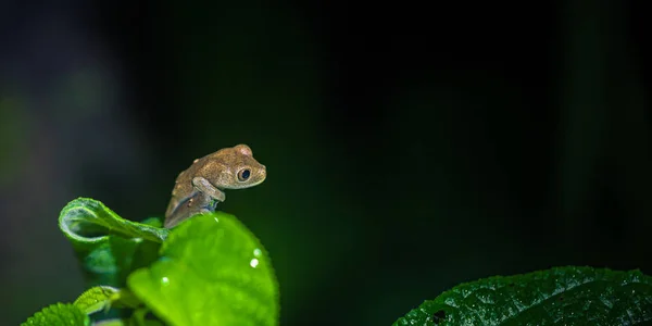 Manu Εθνικό Πάρκο Περού Αυγούστου 2017 Μικρά Πορτοκαλί Βάτραχος Στο — Φωτογραφία Αρχείου