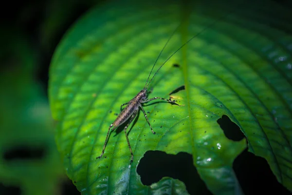 Manu Nationalpark Peru August 2017 Cricket Amazonas Regenwald Des Manu — Stockfoto