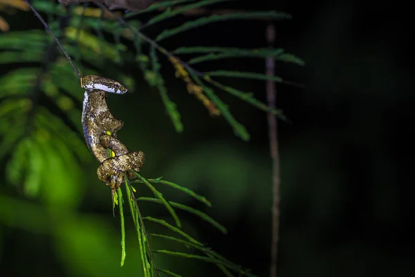 Manu Nationalpark Peru Augusti 2017 Små Giftig Orm Amazonas Regnskog — Stockfoto