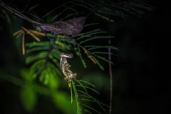 Parque Nacional Manu Perú Agosto 2017 Pequeña Serpiente Venenosa Selva — Foto de Stock