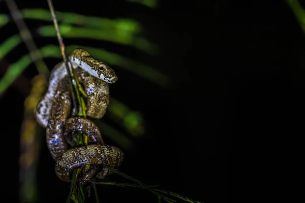 Manu Nemzeti Park Peru 2017 Augusztus Kis Mérges Kígyó Amazon — Stock Fotó