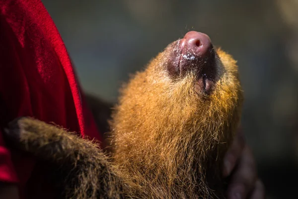 Manu National Park Peru August 2017 Baby Sloth Amazon Rainforest — Stock Photo, Image