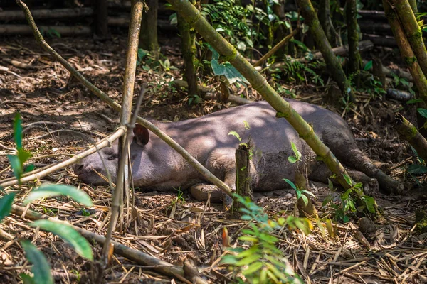 Parque Nacional Manu Perú Agosto 2017 Tapir Cautiverio Centro Recuperación — Foto de Stock