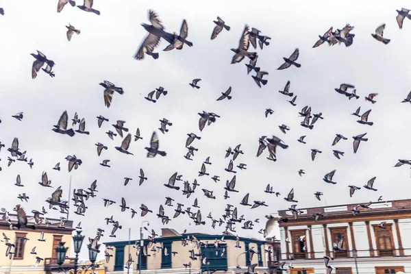 Lima Peru August 2017 Taubenvögel Fliegen Über Das Historische Zentrum — Stockfoto