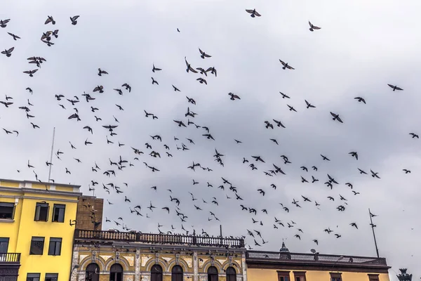 Lima Peru 2017 Augusztus Dove Madár Repült Történelmi Központ Lima — Stock Fotó