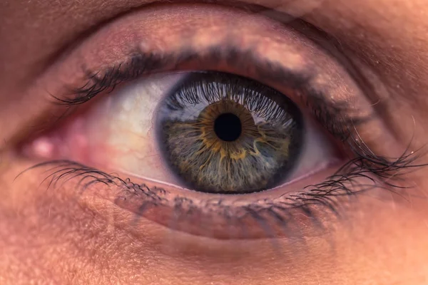 Close-up of a female human green eye