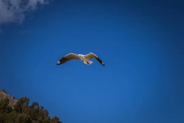 Copacabana - 29 de julio de 2017: Gaviotas en el pueblo flotante de —  Fotos de Stock