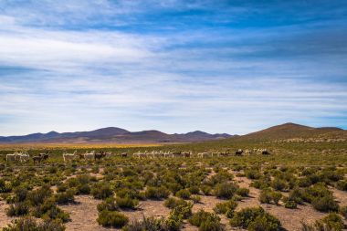Eduardo Avaroa Milli Parkı, Bolivya'nın vahşi manzara