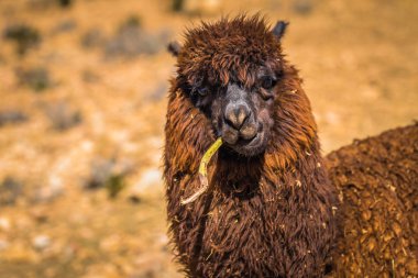 Sun Island - 28 Temmuz 2017: A Lama Sun Island lake Titica içinde