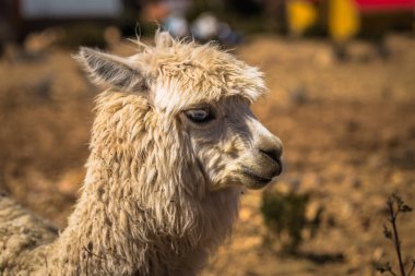 Sun Island - 28 Temmuz 2017: A Lama Sun Island lake Titica içinde