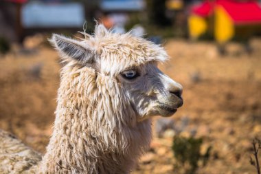 Sun Island - 28 Temmuz 2017: A Lama Sun Island lake Titica içinde