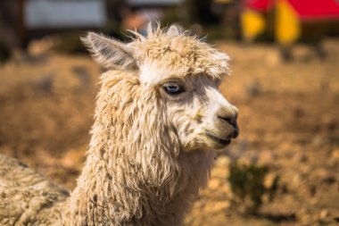 Sun Island - 28 Temmuz 2017: A Lama Sun Island lake Titica içinde