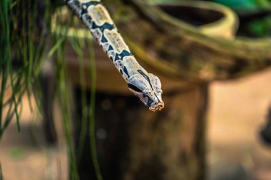 Foz Do Iguazu - 23 Haziran 2017: Piton yılan Foz kuş Parkı 