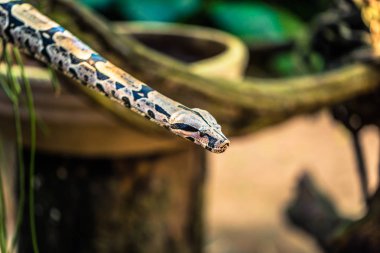 Foz Do Iguazu - 23 Haziran 2017: Piton yılan Foz kuş Parkı 