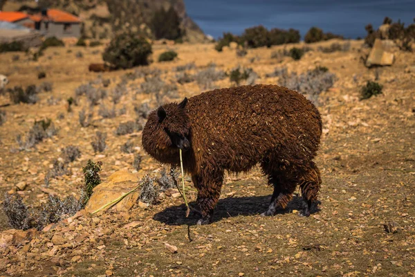 Sun Island - 28 de julio de 2017: Una llama en Sun Island en el lago Titica — Foto de Stock