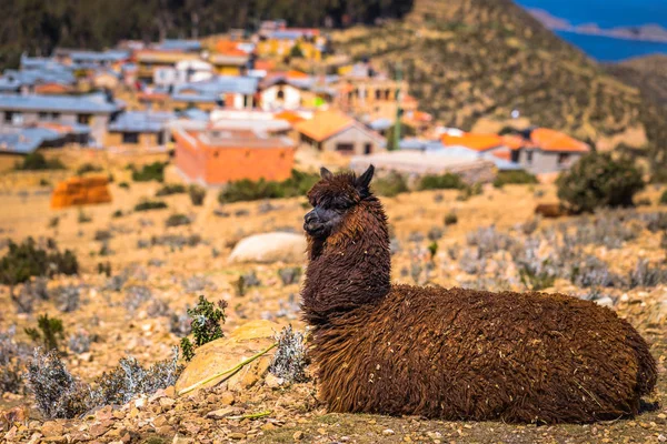 Sun Island - 28 Temmuz 2017: A Lama Sun Island lake Titica içinde — Stok fotoğraf